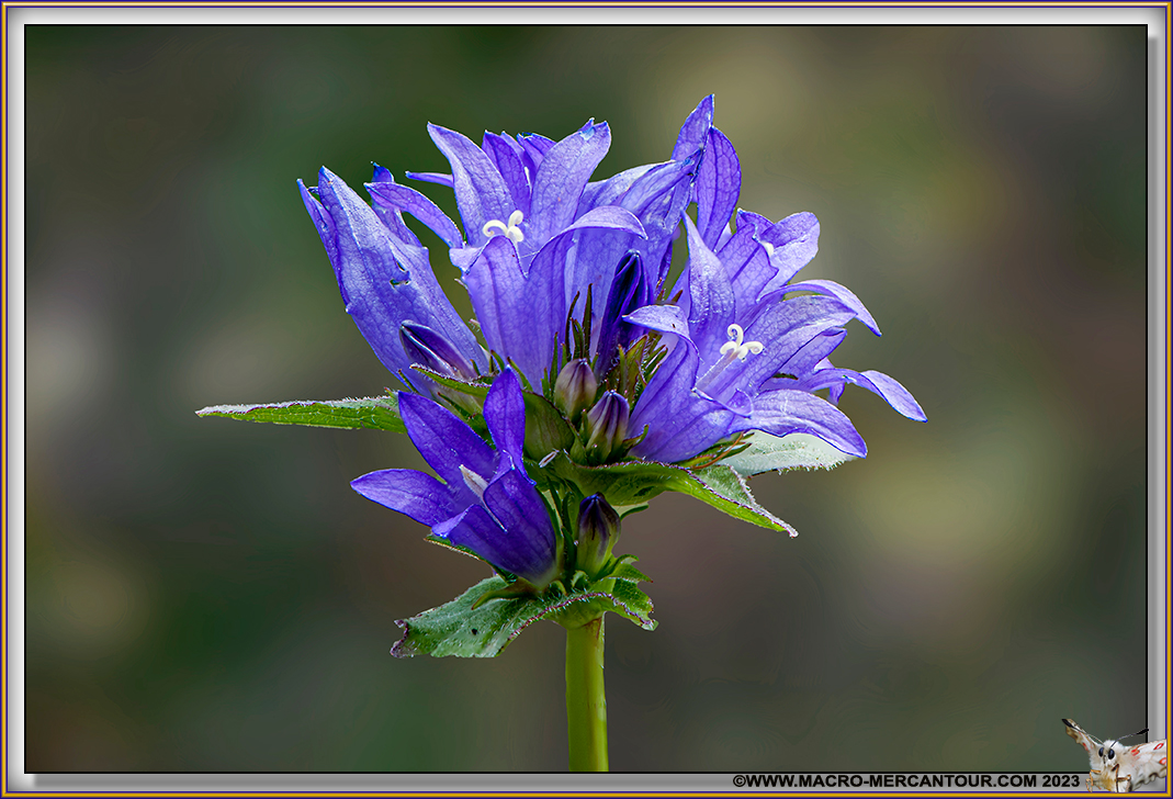 Campanule agglomérée